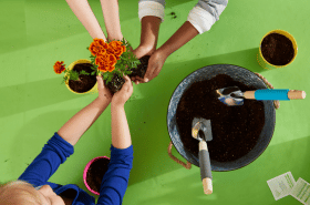 children planting marigolds at daycare